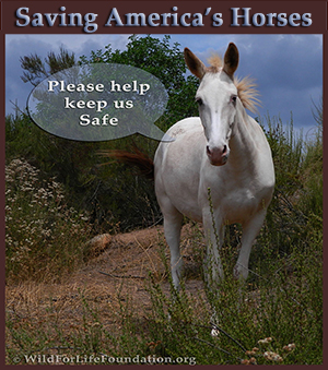 Saving America's Horses - Help Keep them Safe
